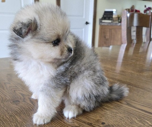 Medium Photo #6 Pomeranian Puppy For Sale in ORRVILLE, OH, USA