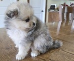 Small #5 Pomeranian