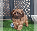 Image preview for Ad Listing. Nickname: Twix Yorkiepoo