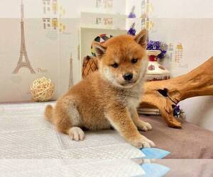 Shiba Inu Puppy for sale in SAN DIEGO, CA, USA