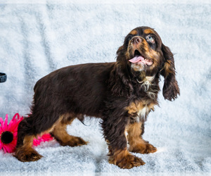 Cocker Spaniel Puppy for Sale in WAKARUSA, Indiana USA