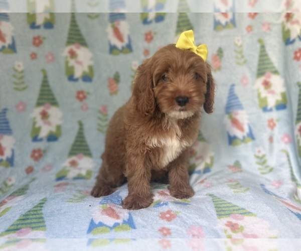 Medium Photo #7 Cock-A-Poo Puppy For Sale in LAKELAND, FL, USA