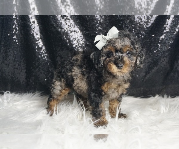 Medium Photo #5 Poodle (Toy) Puppy For Sale in WARSAW, IN, USA