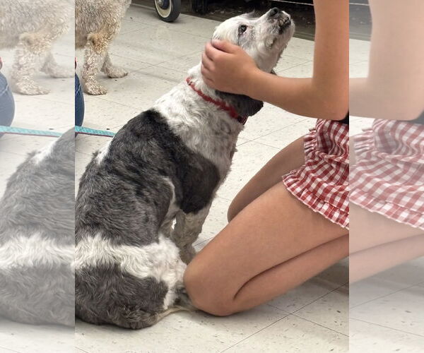 Medium Photo #4 Havashu Puppy For Sale in Cuba, NY, USA