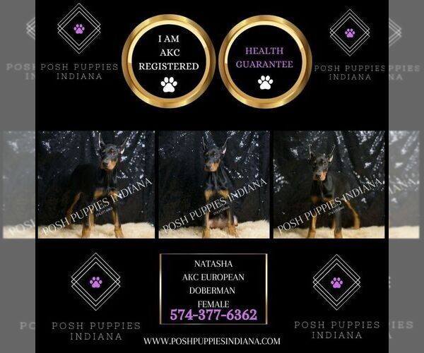 Medium Photo #43 Doberman Pinscher Puppy For Sale in WARSAW, IN, USA