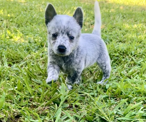 Medium Photo #1 Australian Cattle Dog Puppy For Sale in CENTRAL, SC, USA