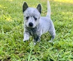 Small Australian Cattle Dog