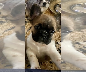 French Bulldog Puppy for sale in HOUSTON, TX, USA