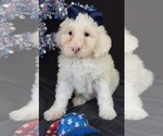 Puppy Carolina Australian Labradoodle