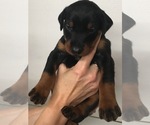 Small Photo #11 Doberman Pinscher Puppy For Sale in CORONA, CA, USA