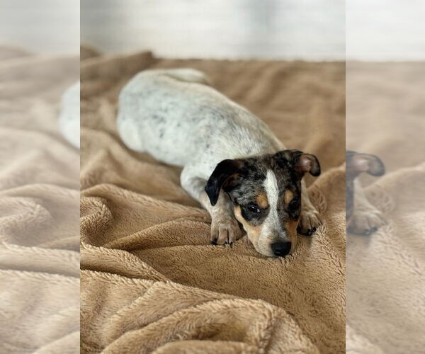 Medium Photo #8 Mutt Puppy For Sale in Claremore, OK, USA