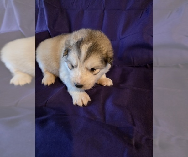 Medium Photo #7 Alaskan Malamute Puppy For Sale in CRIVITZ, WI, USA
