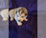 Small #6 Alaskan Malamute