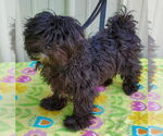 Small #2 Shih Tzu