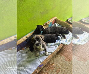 Mutt Dogs for adoption in Virginia Beach, VA, USA