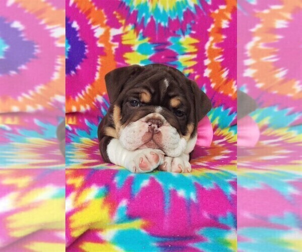 Medium Photo #6 Bulldog Puppy For Sale in LANCASTER, PA, USA