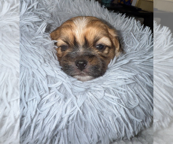 Medium Photo #5 Shorkie Tzu Puppy For Sale in COLORADO SPRINGS, CO, USA