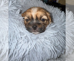 Small Photo #5 Shorkie Tzu Puppy For Sale in COLORADO SPRINGS, CO, USA