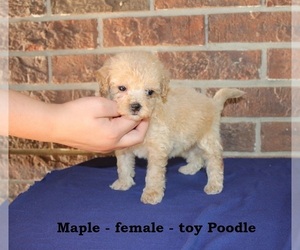 Poodle (Toy) Puppy for sale in CLARKRANGE, TN, USA