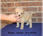 Image preview for Ad Listing. Nickname: Maple