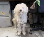 Small Poodle (Standard)
