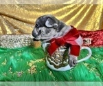 Small #40 French Bulldog