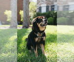 Small #3 Chow Chow-Rottweiler Mix