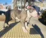 Small Photo #16 American Pit Bull Terrier Puppy For Sale in TRENTON, NJ, USA