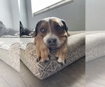 Small #1 American Staffordshire Terrier-Rottweiler Mix