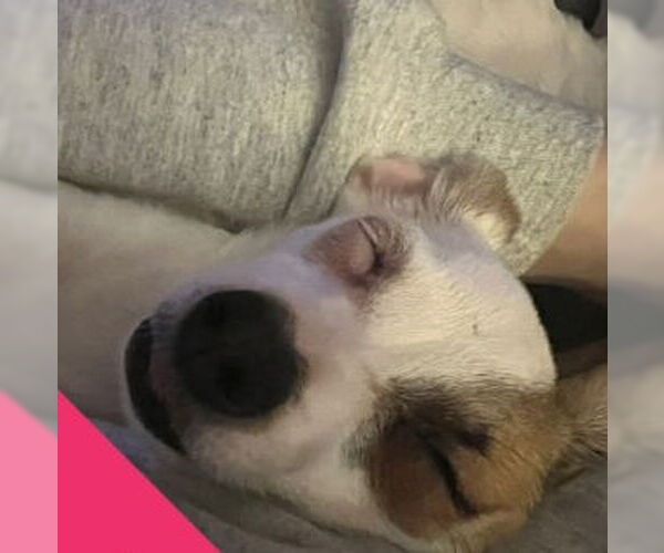 Medium Photo #3 Rat-Cha Puppy For Sale in Grafton, WI, USA