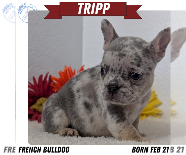 Medium Photo #25 French Bulldog Puppy For Sale in GOSHEN, IN, USA