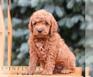 Goldendoodle (Miniature) Puppy for sale in EPHRATA, PA, USA