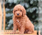Small Goldendoodle (Miniature)