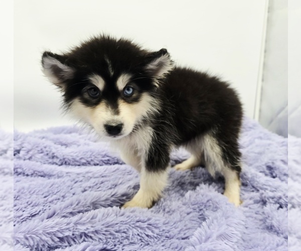 Medium Photo #4 Siberian Husky Puppy For Sale in SANDY HOOK, KY, USA