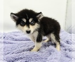 Small #3 Siberian Husky