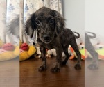 Litter of 4 - Male(s) and Female(s) Cockapoo (Miniature)Litter of Puppies for Sale - Photo #44