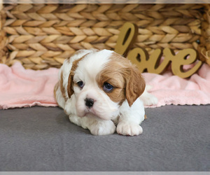 Cavalier King Charles Spaniel Puppy for sale in SYRACUSE, IN, USA