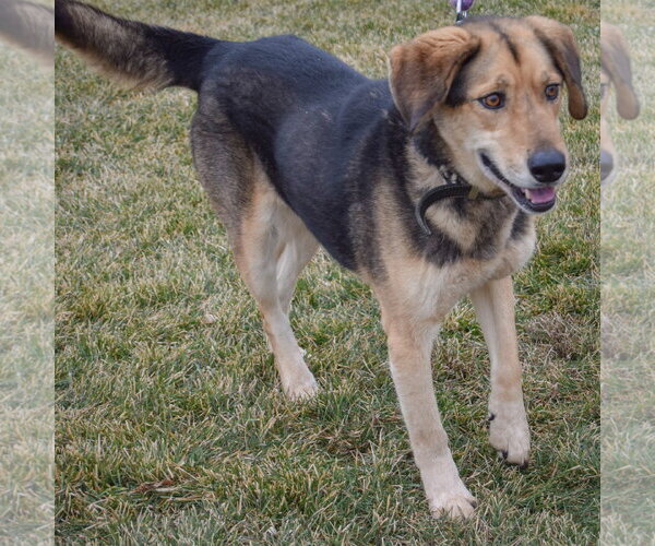 Medium Photo #5 Collie-German Shepherd Dog Mix Puppy For Sale in Huntley, IL, USA