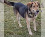 Small Photo #5 Collie-German Shepherd Dog Mix Puppy For Sale in Huntley, IL, USA