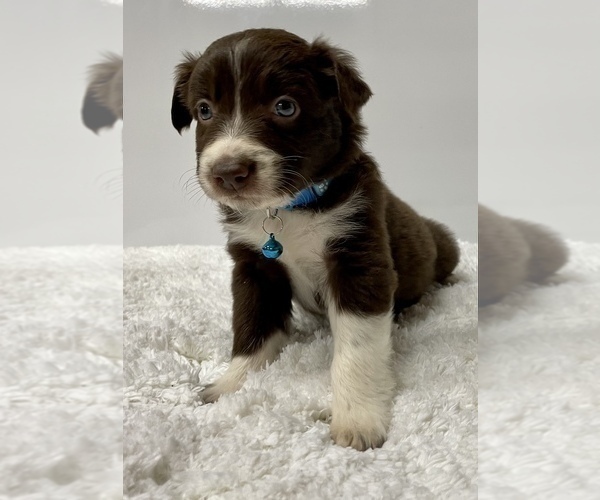 Medium Photo #11 Australian Shepherd Puppy For Sale in NEOSHO, MO, USA