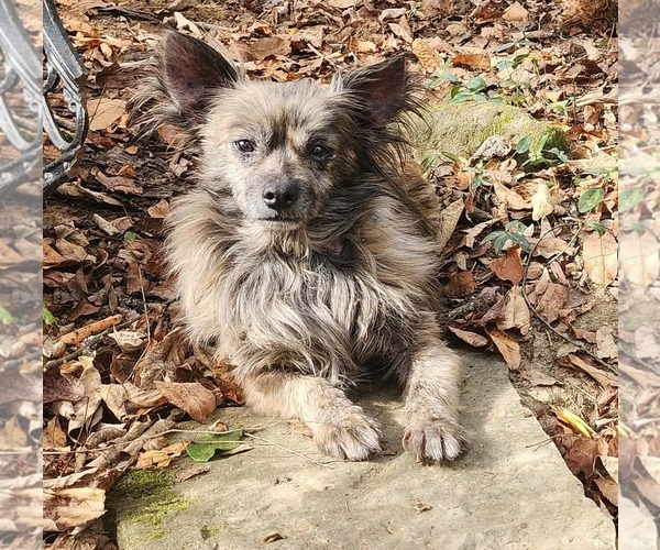 Medium Photo #4 Chiranian Puppy For Sale in Cuba, NY, USA