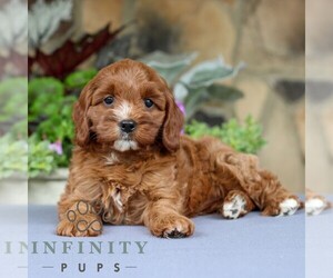 Cavapoo Puppy for sale in EAST EARL, PA, USA