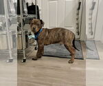 Small #6 American Staffordshire Terrier-Boxer Mix