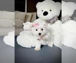 Hand Delivery - Female Maltese Puppy for Sale - Photo #18