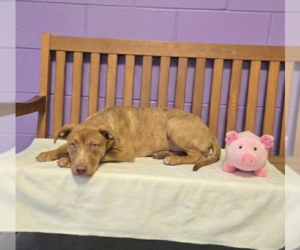 Labrador Retriever-Unknown Mix Dogs for adoption in Genesee, WI, USA