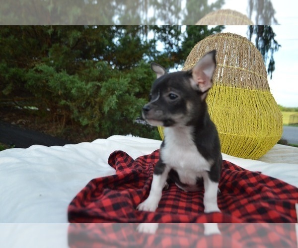 Medium Photo #3 Chihuahua Puppy For Sale in HONEY BROOK, PA, USA