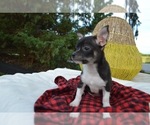 Small Photo #3 Chihuahua Puppy For Sale in HONEY BROOK, PA, USA
