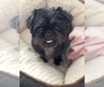 Small #2 Shih Tzu