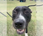 Small #1 American Pit Bull Terrier Mix