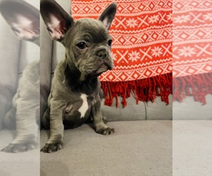 French Bulldog Puppy for sale in UNITYVILLE, PA, USA